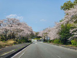 【桜・見ごろ】日本平パークウェイ