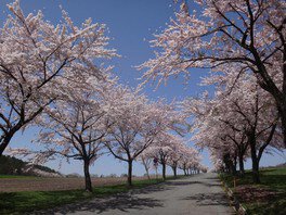 牧場の桜並木「まきばのさくらロード」の様子