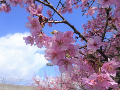 愛・地球博記念公園(モリコロパーク)の桜