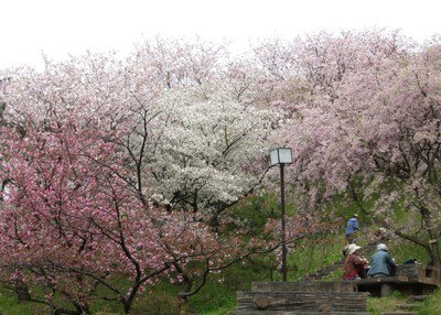 【桜・見ごろ】日本国花苑