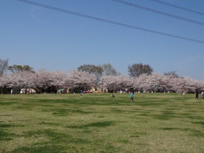【桜・見ごろ】加須はなさき水上公園