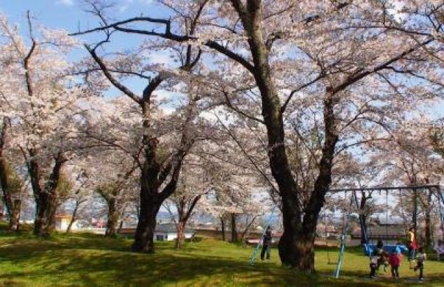 【桜・見ごろ】鹿ヶ城公園