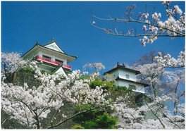 城と桜が歴史情緒のある景色を作っている