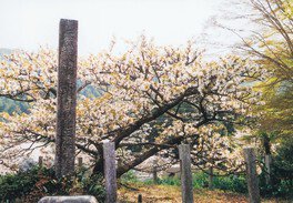【桜・見ごろ】長徳寺の龍王桜