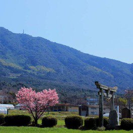 【桜・見ごろ】春日神社のハート桜