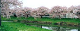 【桜・見ごろ】太平川沿いの桜並木