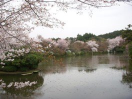 龍安寺の桜