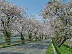 【桜・見ごろ】北上川堤防沿い