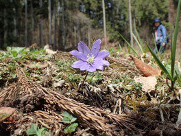 キクザキイチゲ。花の色は白や濃紫色など