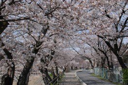 【桜・見ごろ】さくらさくらのさんぽみち