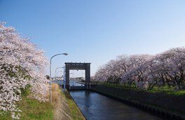 【桜・見ごろ】江戸川水閘門