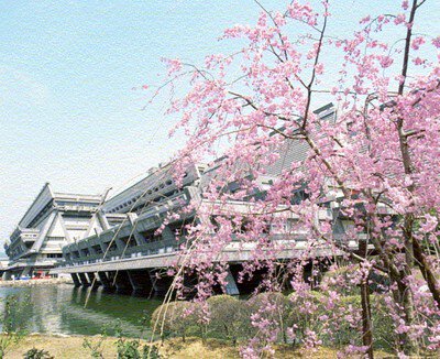 国立京都国際会館の桜