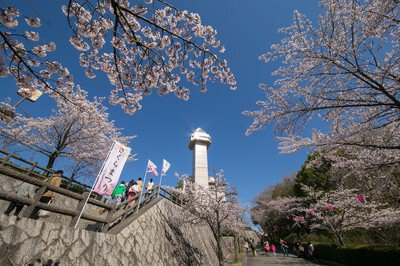 城山公園(愛知)の桜