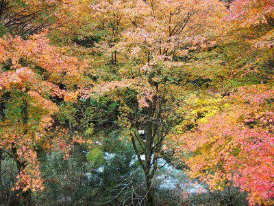 那倉川渓谷の紅葉