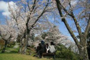 【桜・見ごろ】女山史跡森林公園