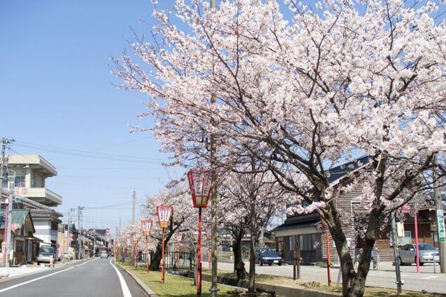 【桜・見ごろ】中町通りの桜並木
