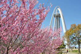 138タワーパークの桜