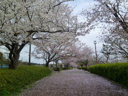 長浜公園の桜
