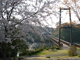 【桜・見ごろ】野岳湖公園