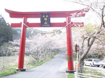 県立自然公園旭山の桜