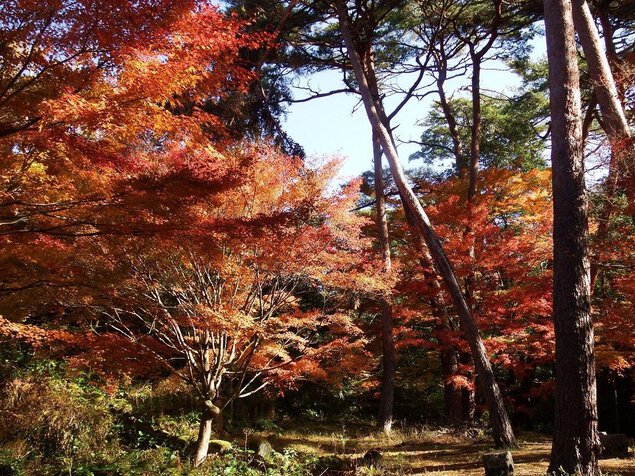 静岡県立森林公園の紅葉