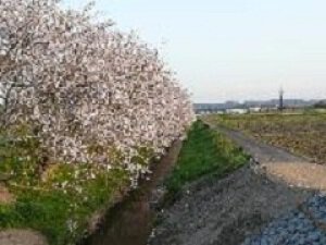 【桜・見ごろ】天竜浜名湖鉄道沿線（桜木駅から原谷駅）