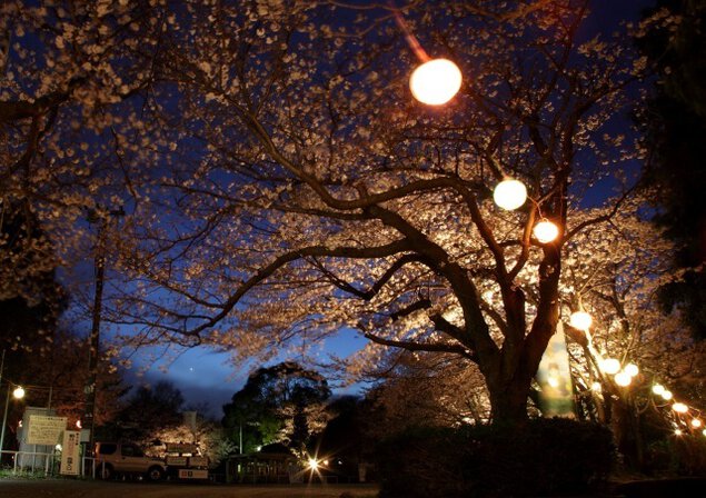 菊川桜まつり～夜桜ライトアップ～