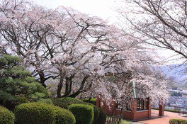 岡山市半田山植物園の桜
