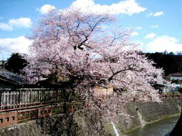 【桜・見ごろ】八斗蒔の彼岸桜