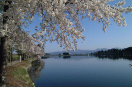 【桜・見ごろ】徳良湖周辺