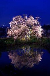 【桜・見ごろ】浅井の一本桜（ほとめきの樹）