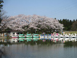太閤山ランドの桜