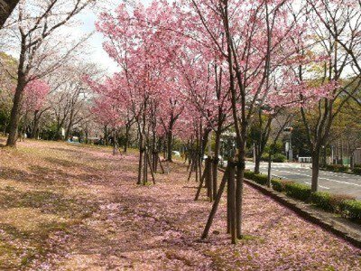 【桜・見ごろ】中央公園