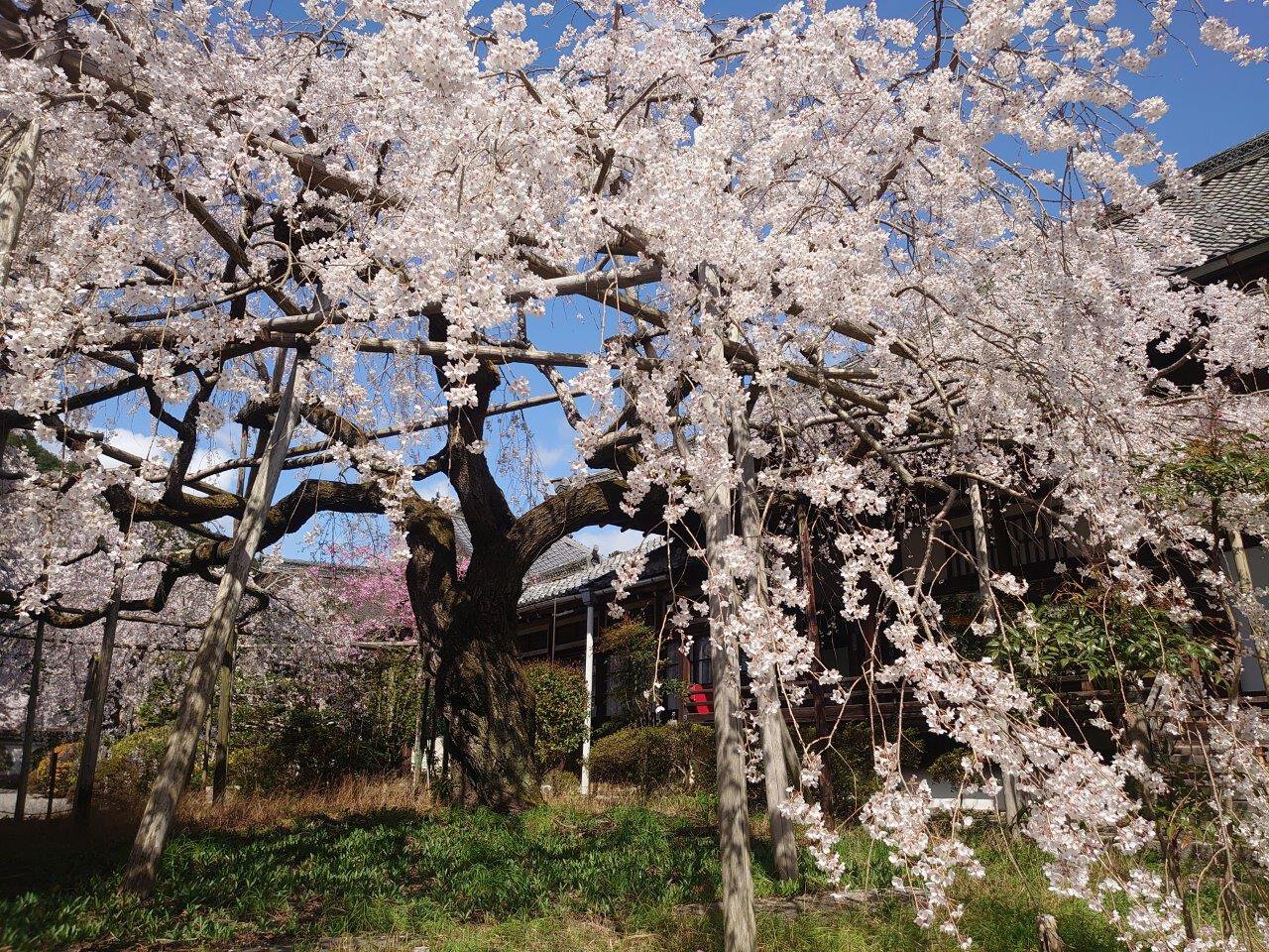 毘沙門堂の桜 桜名所 お花見21 ウォーカープラス