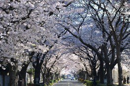 【桜・見ごろ】緑と文化のプロムナード