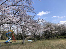 桜の木は芝生園地を中心に植えられている