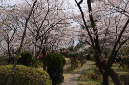 為松公園の桜