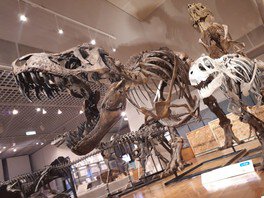 成長段階の異なる3体のティラノサウルス全身骨格標本