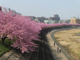 春はピンク色の桜並木が続き、ひときわ華やかな景観となる
