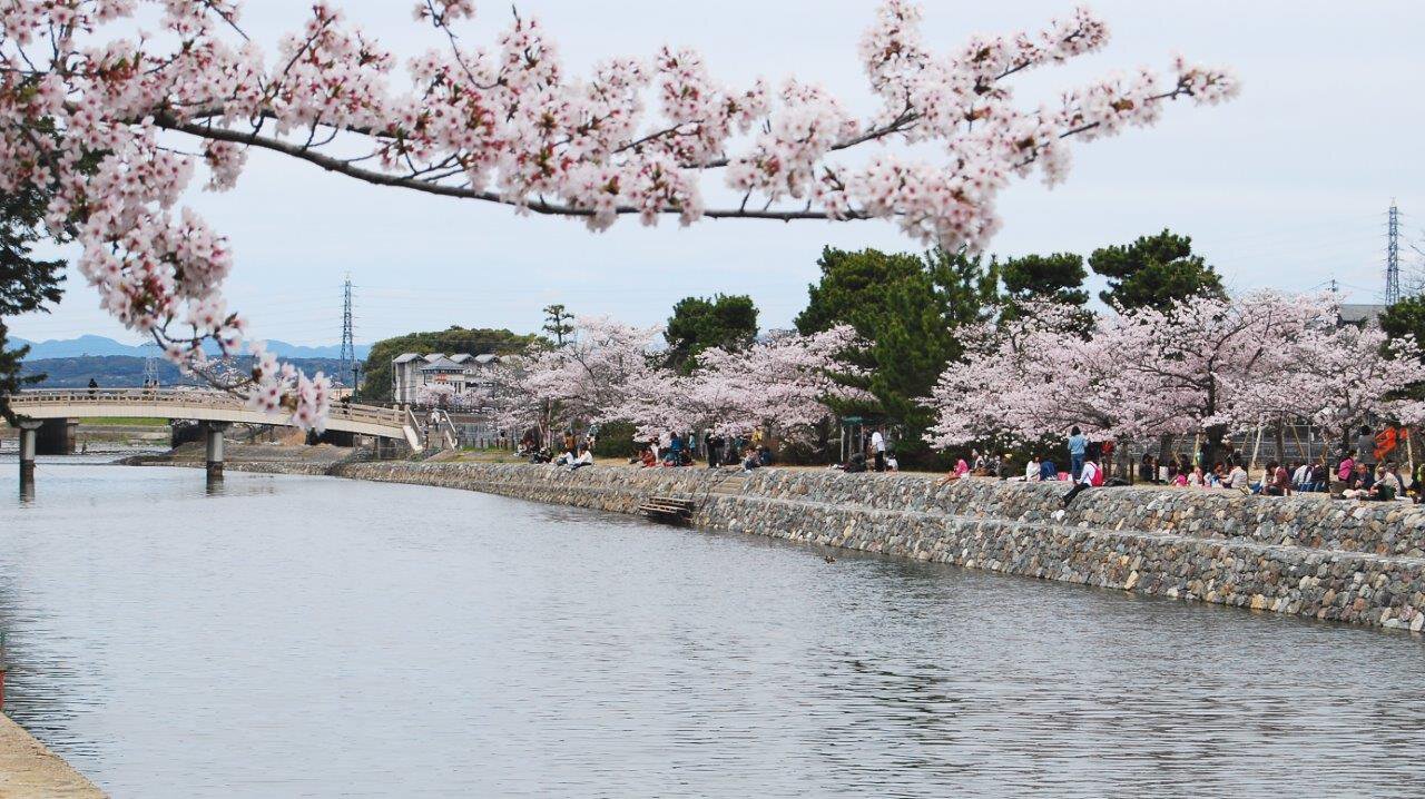 宇治橋上流の桜 桜名所 お花見21 ウォーカープラス