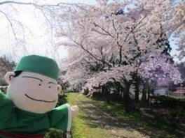 【桜・見ごろ】日蓮宗北の本山　妙法寺