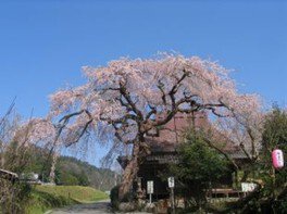 【桜・見ごろ】西光寺の城之山桜