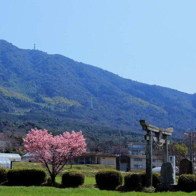 【桜・見ごろ】春日神社のハート桜