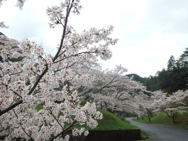 【桜・見ごろ】銚子ダム公園