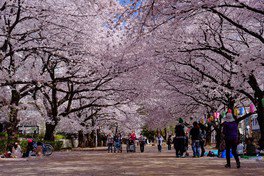 広い歩道を覆うように桜が立ち並ぶ