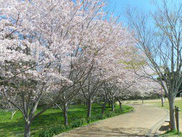 さまざまな種類の桜が咲き、見頃が長いことが特徴