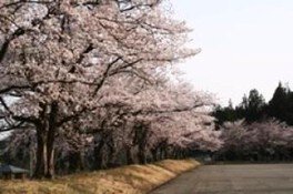 【桜・見ごろ】巴ヶ丘