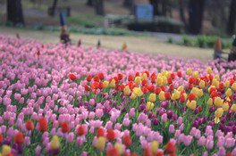 【花・見ごろ】国営武蔵丘陵森林公園　早咲きチューリップ