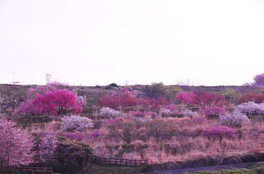 【桜・見ごろ】神明の丘眺望公園