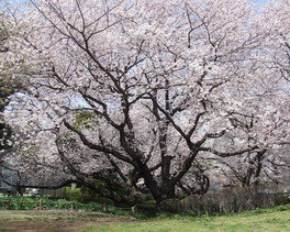 歴史ある公園で大木の桜が咲き誇る